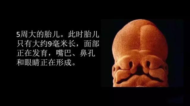 孕6个月宝宝成长图，探索胎儿的成长奥秘