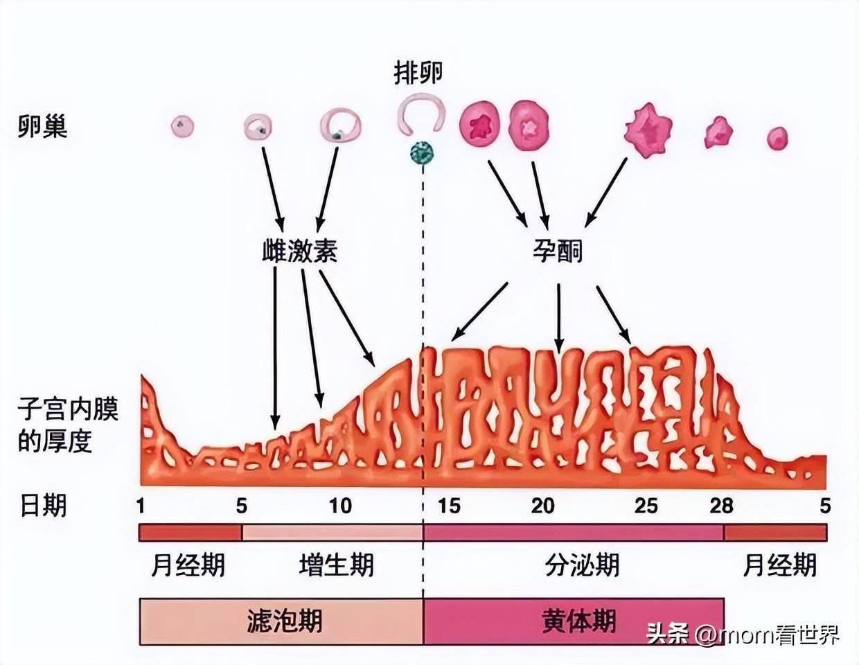 卵泡每个月都有吗，深入了解女性生理周期中的奥秘