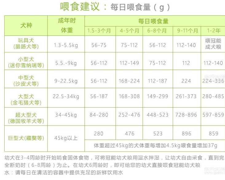 两个月小狗的饥饿耐受时间探究