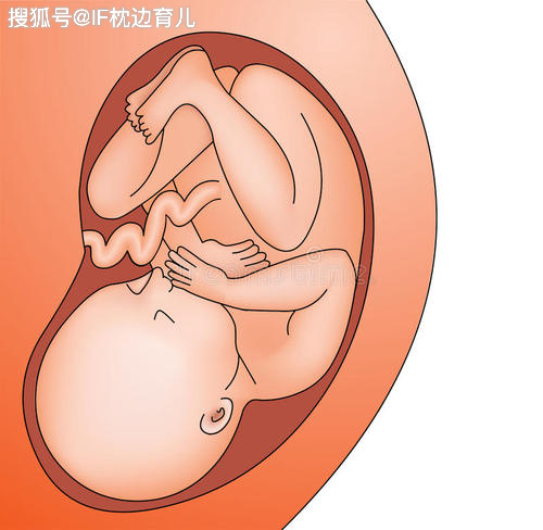 孕8个月胎动频繁正常吗？专家解读孕期胎动规律