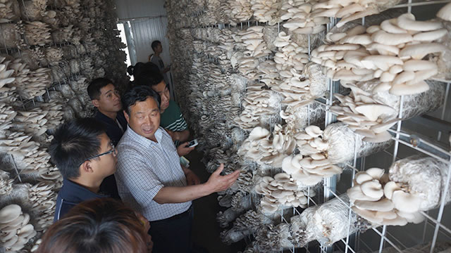 广东省食用菌培训基地，培育食用菌产业的新力量