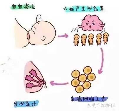 关于哺乳期妇女三个月不涨奶现象的探讨，正常与否？