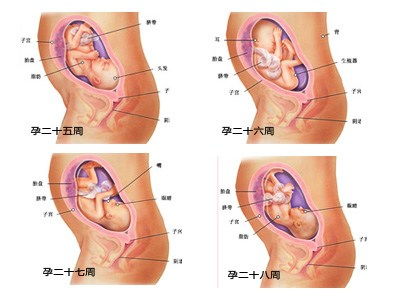 澳门知识专家为您解答，怀孕七个月胎儿体重发展详解