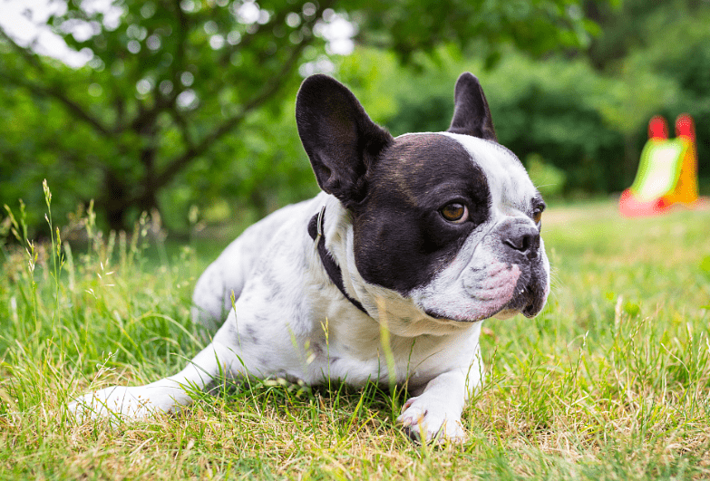 法斗犬的驱虫时间与注意事项，深入了解驱虫的重要性与细节