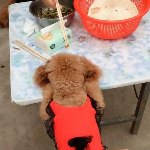 六个月泰迪犬的饮食指南，一天应该吃几顿？